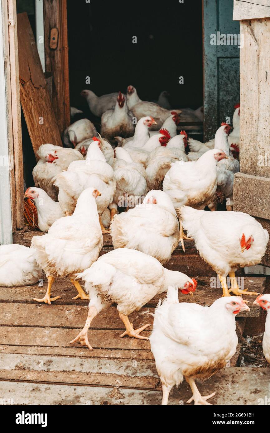Galline di pollo. Allevamento di pollame Foto Stock