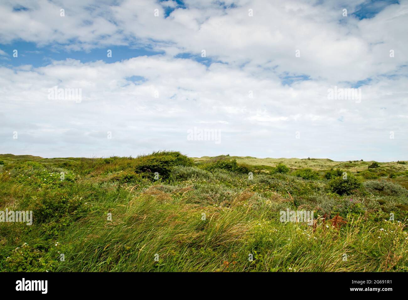 Dune di Texel National Park paesaggio Foto Stock