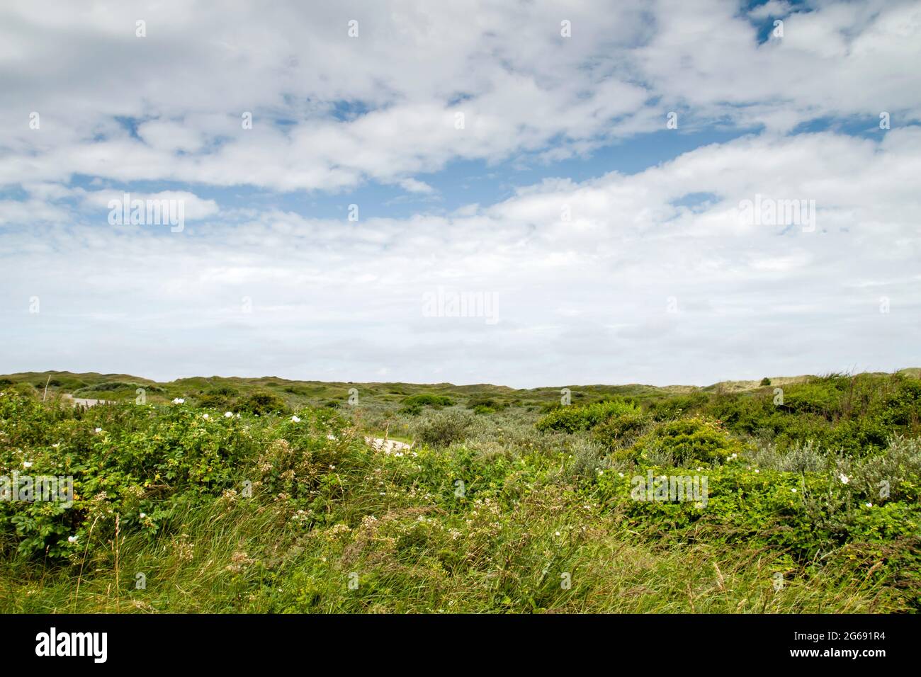 Dune di Texel National Park paesaggio Foto Stock