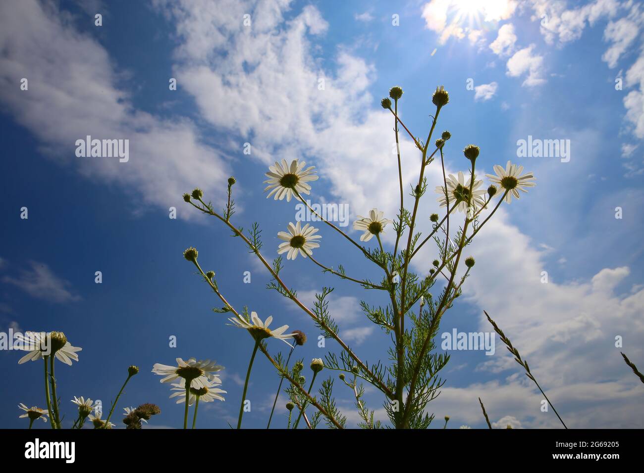 Vista ad angolo basso dell'occhio del verme sui fiori bianchi della camomilla nel campo dei fiori selvaggi contro le nuvole fluffy del cielo blu in estate Foto Stock