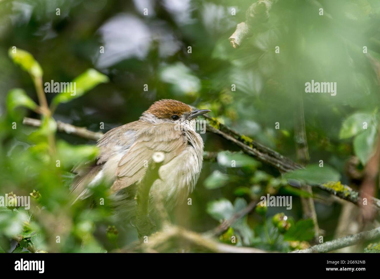 Blackcap uccello femminile con testa marrone castagno (Silvia atricapilla) estate uk con parti superiori marrone grigio e parti inferiori più pallidi arroccati in folta fogliame Foto Stock