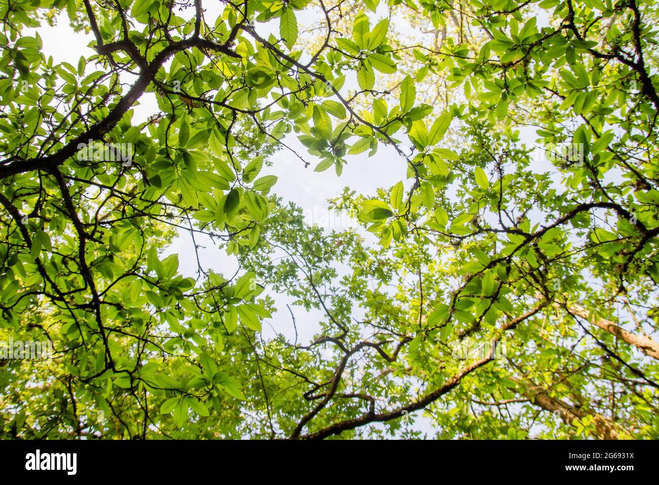 Castanea sativa o castagno spagnolo verde primavera fogliame Foto Stock