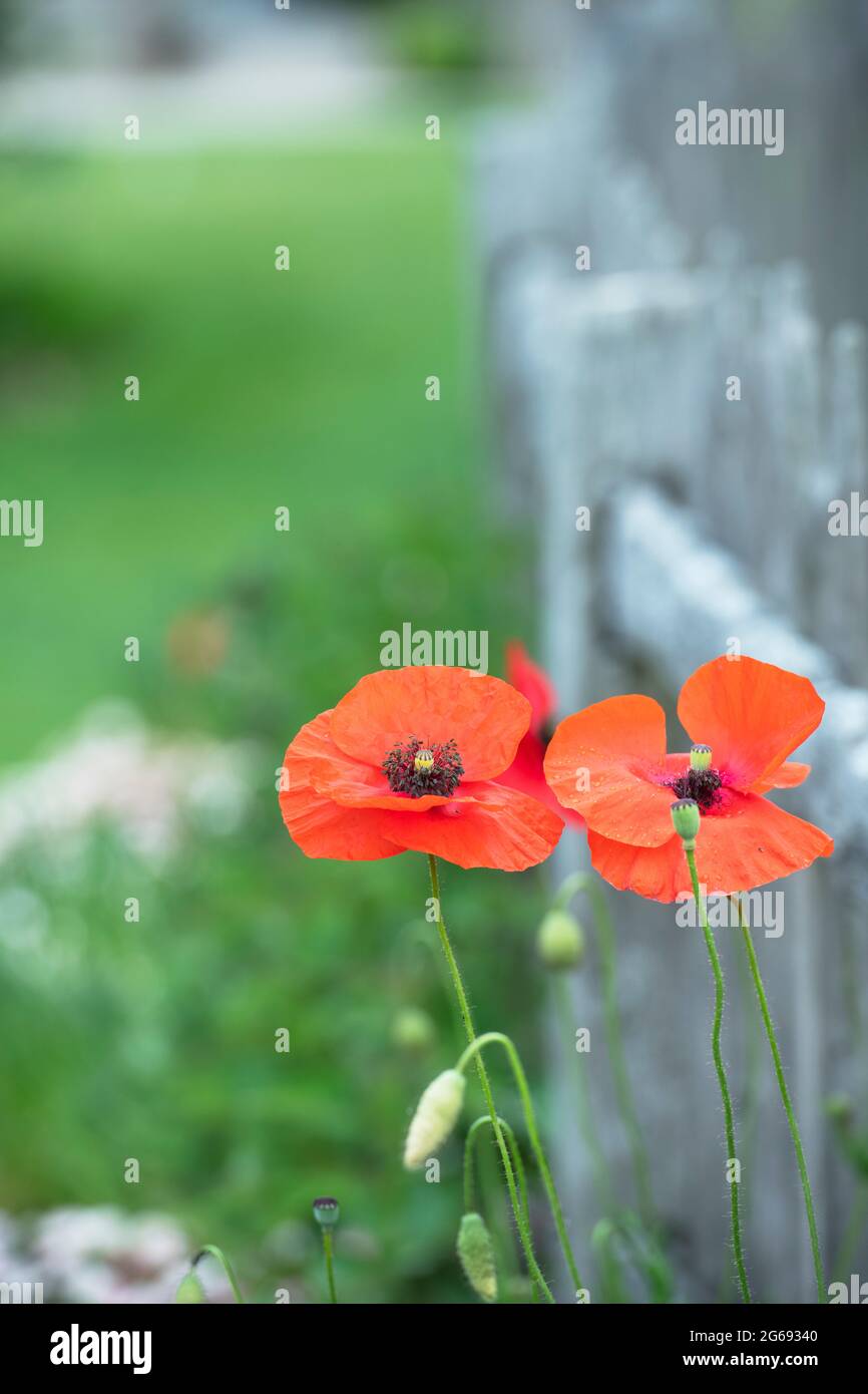 Papaver Rhoeas. Fiori di papavero rosso in un giardino di fiori selvatici inglese. Inghilterra Foto Stock