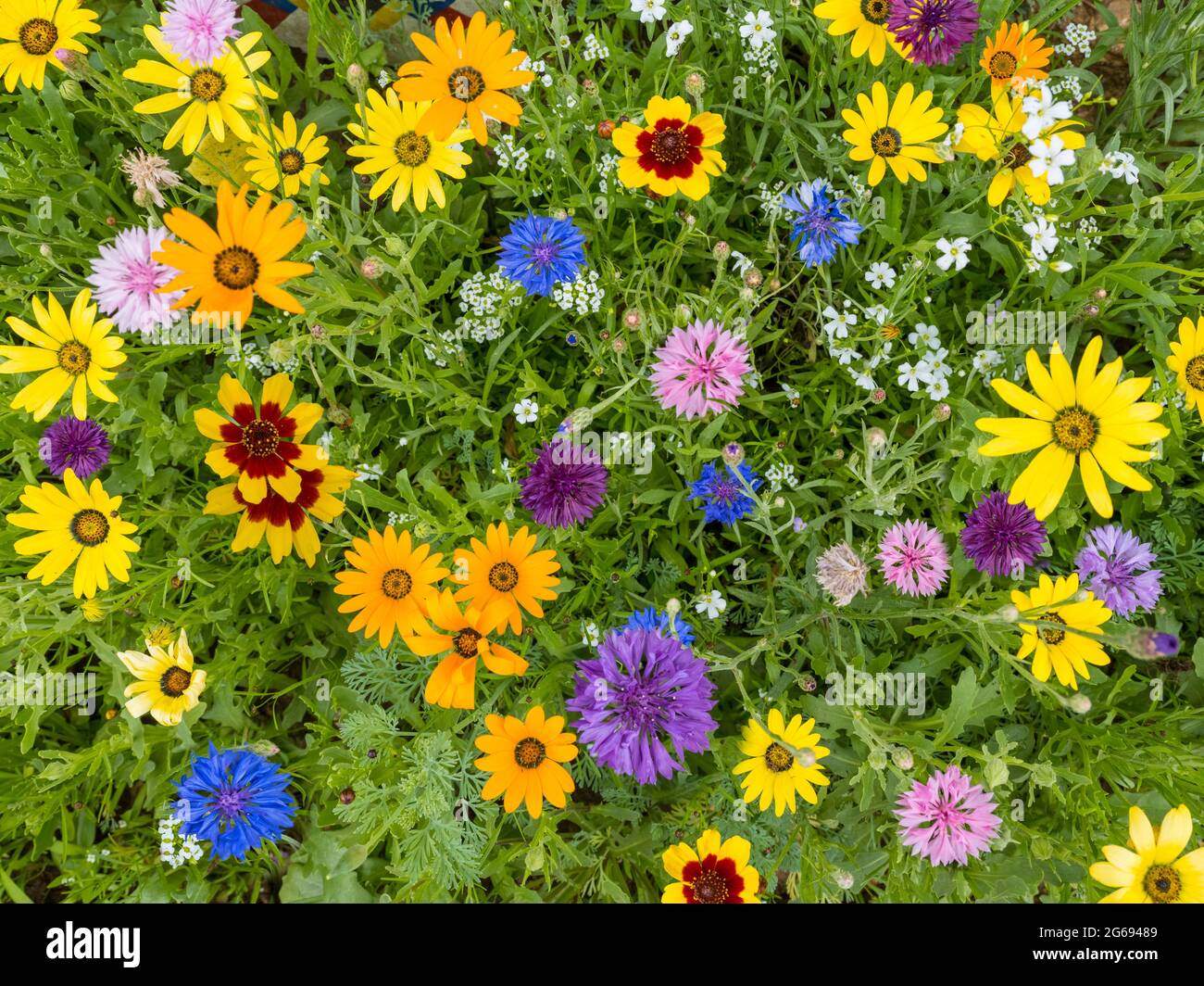 Bella varietà di fiori selvatici dettaglio Foto Stock