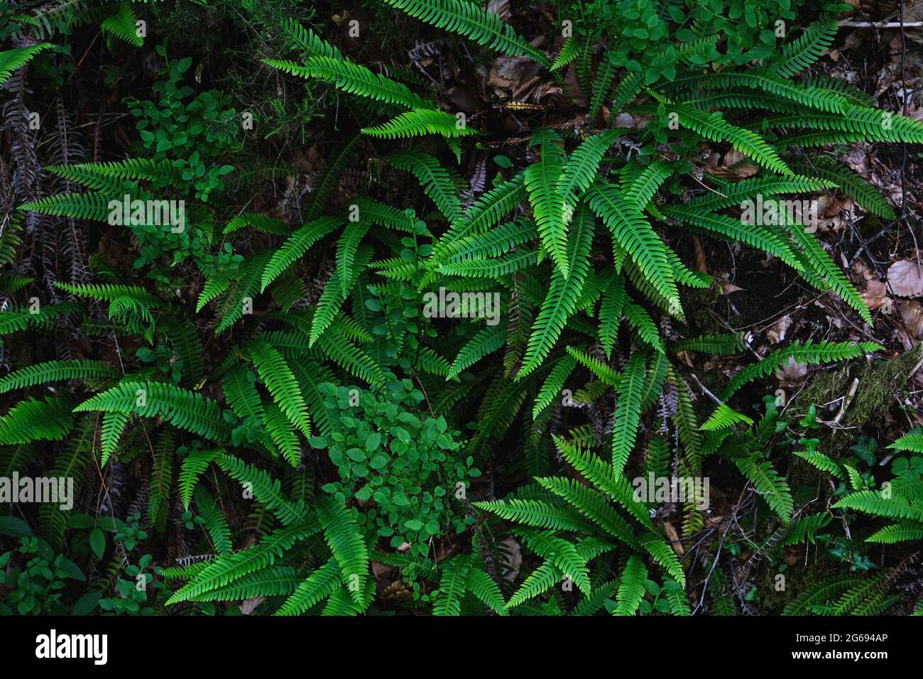 Fiordi verdi freschi di felci che crescono in un bosco ombreggiato e umido Foto Stock