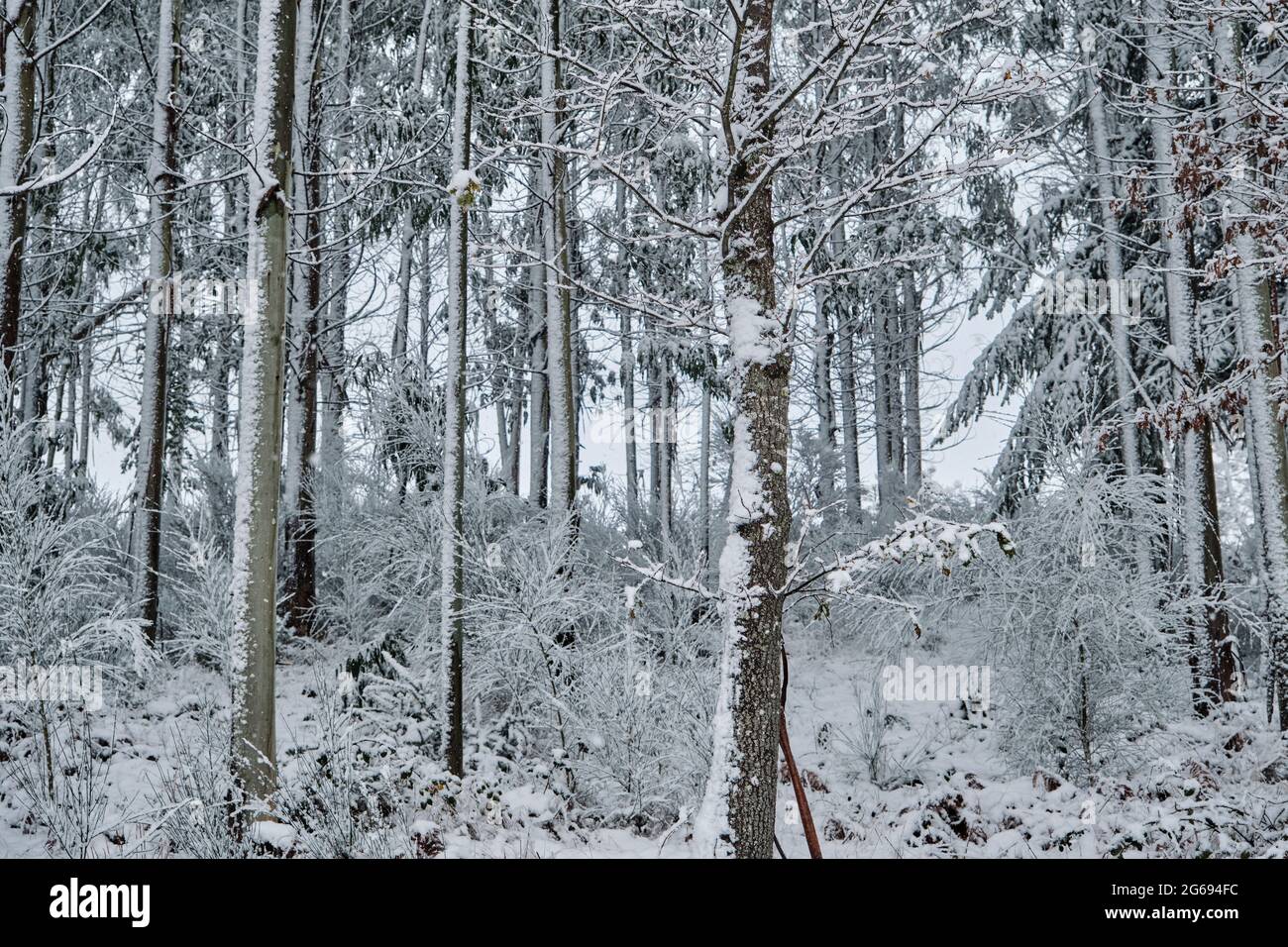 Eucalypt alberi sotto la neve in inverno Foto Stock