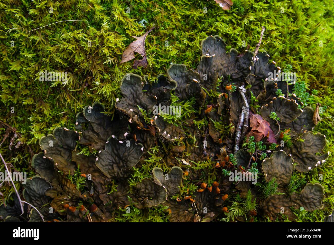 Peltigeria canina, licheni del cane che crescono sul muschio verde della foresta Foto Stock