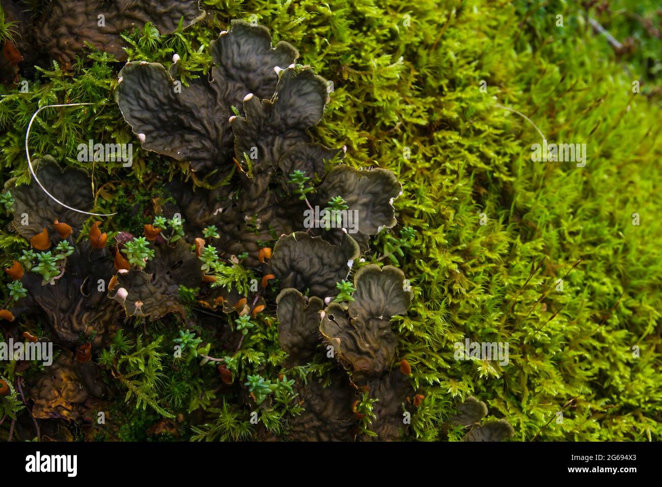 Peltigera canina, licheni del cane che crescono sul muschio verde della foresta Foto Stock