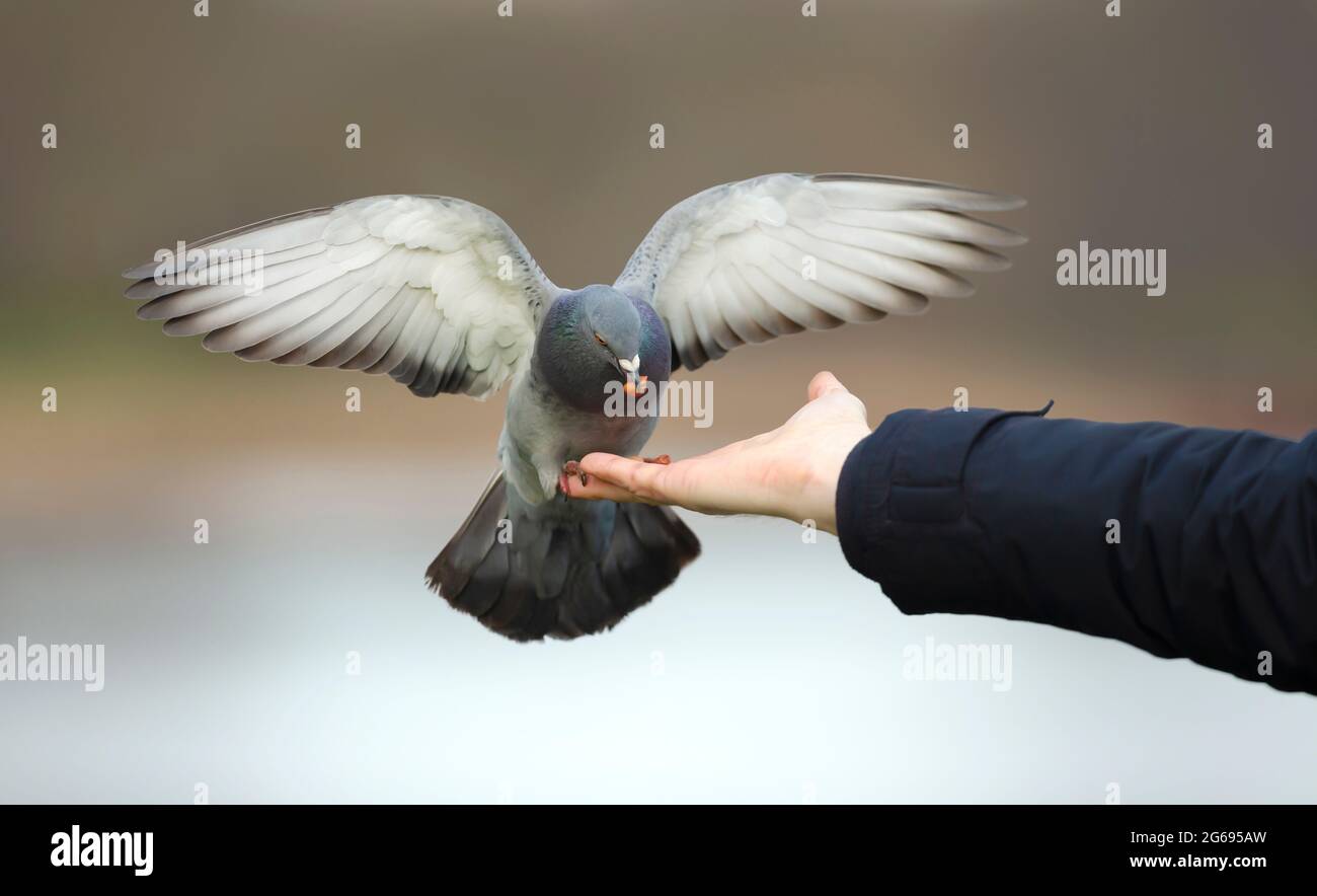 Primo piano di un piccione feriale che alimenta dalla mano, Regno Unito. Foto Stock