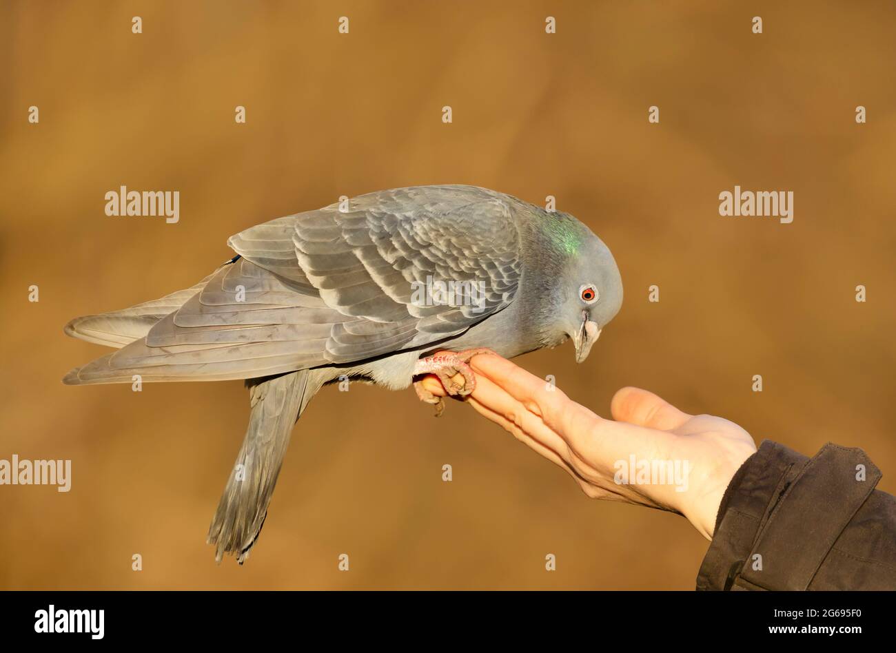 Primo piano di un piccione feriale che alimenta su una mano, Regno Unito Foto Stock