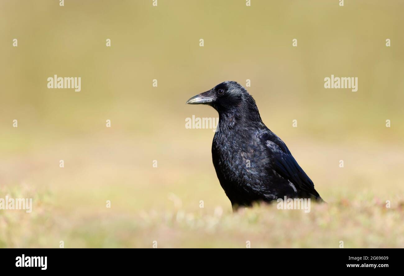 Primo piano di un corvo di Carrion su sfondo chiaro e colorato, Regno Unito. Foto Stock