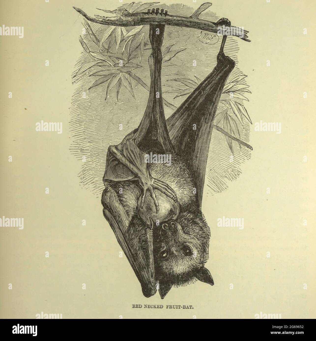 Frutture-Bat dal libro ' Royal Natural History ' Volume 1 edito da Richard Lydekker, pubblicato a Londra da Frederick Warne & Co nel 1893-1894 Foto Stock