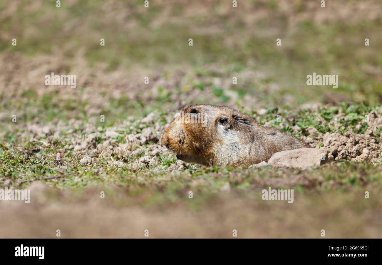 Ritratto di un talpa africano a testa grande, Montagne di Bale, Etiopia. Foto Stock