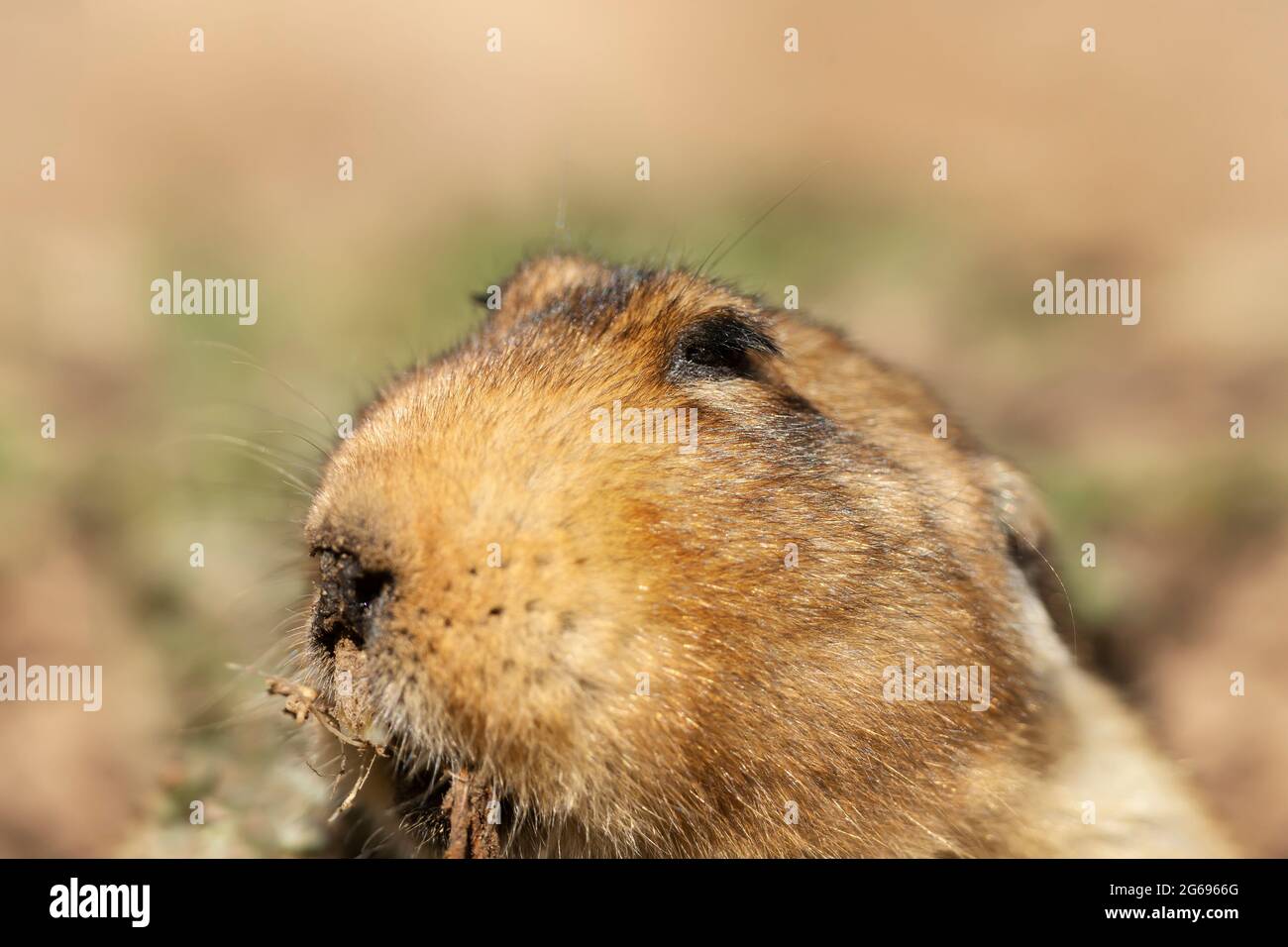 Ritratto di un talpa africano a testa grande, Montagne di Bale, Etiopia. Foto Stock