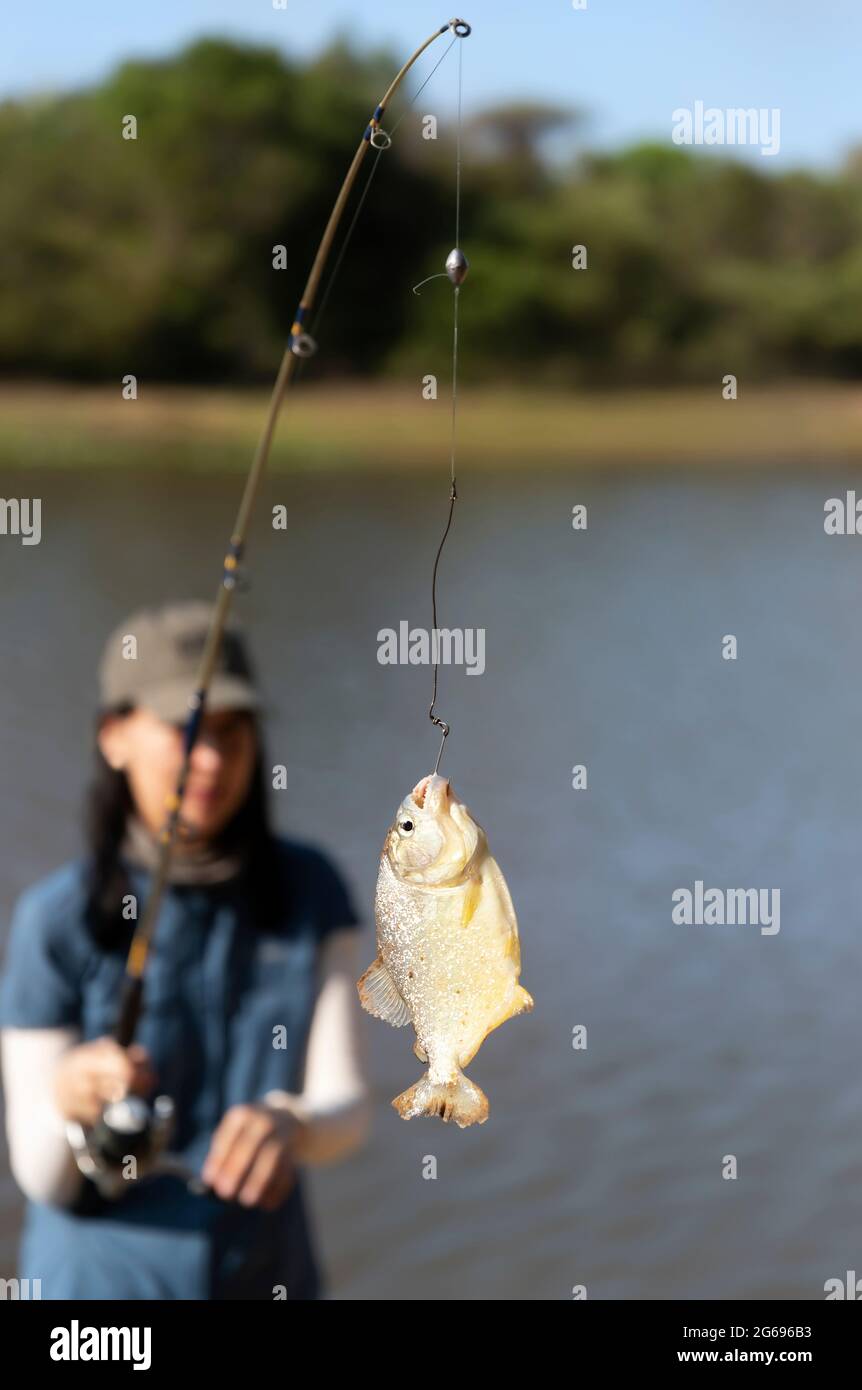 Piranha pesca in Sud Pantanal, Brasile. Foto Stock