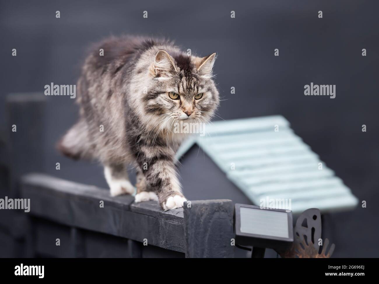 Primo piano di un gatto grigio che cammina su una recinzione. Foto Stock