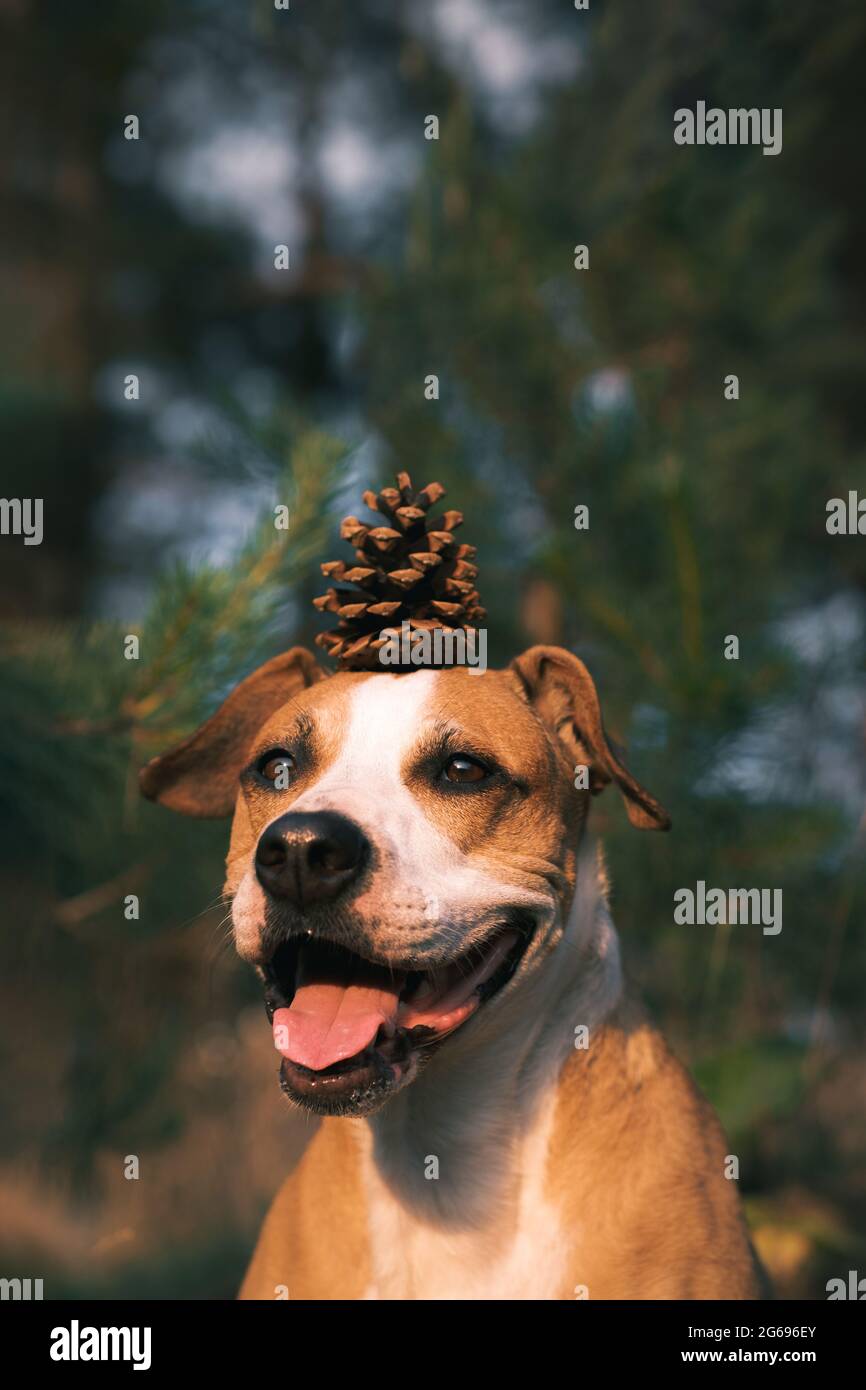 Divertente cane sorridente in foresta con un cono di pino sulla sua testa. Animali da trekking, attività all'aperto per cani, foto concettuale Foto Stock