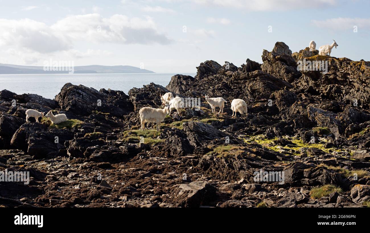 Feral Carradale Goats (Capra Aegargus) sulla punta accanto a Carradale Bay, con Arran Beyond, Kintyre, Argyll, Scozia, Regno Unito, Europa. Foto Stock