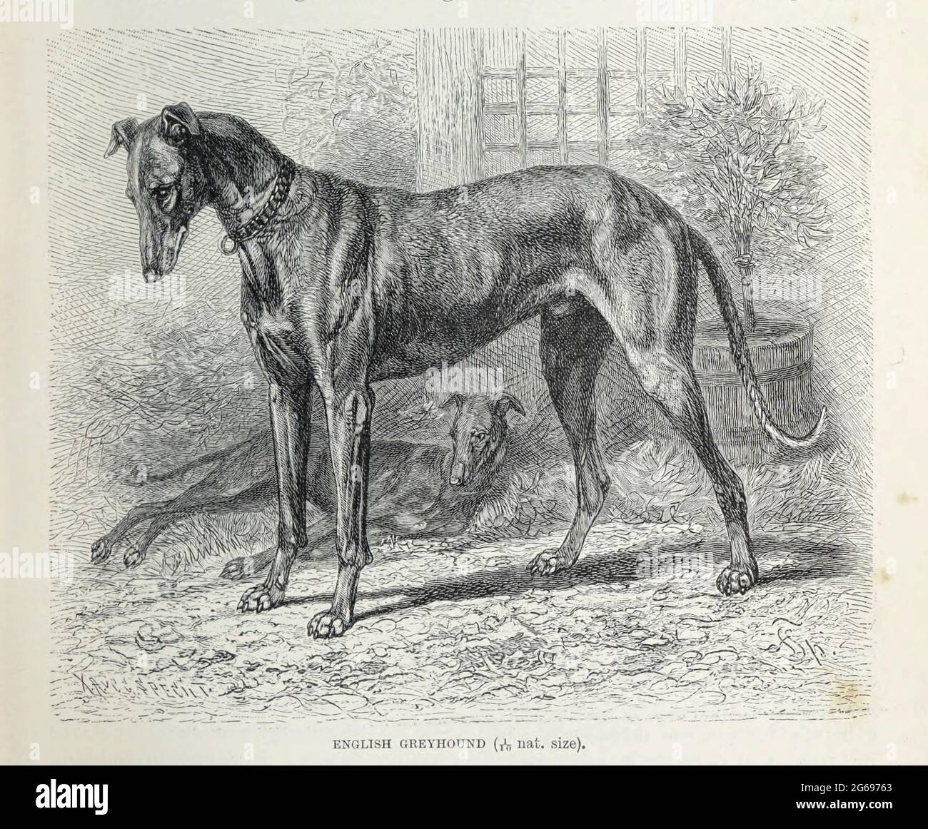 Greyhound inglese tratto dal libro ' Royal Natural History ' Volume 1 Sezione II a cura di Richard Lydekker, pubblicato a Londra da Frederick Warne & Co nel 1893-1894 Foto Stock