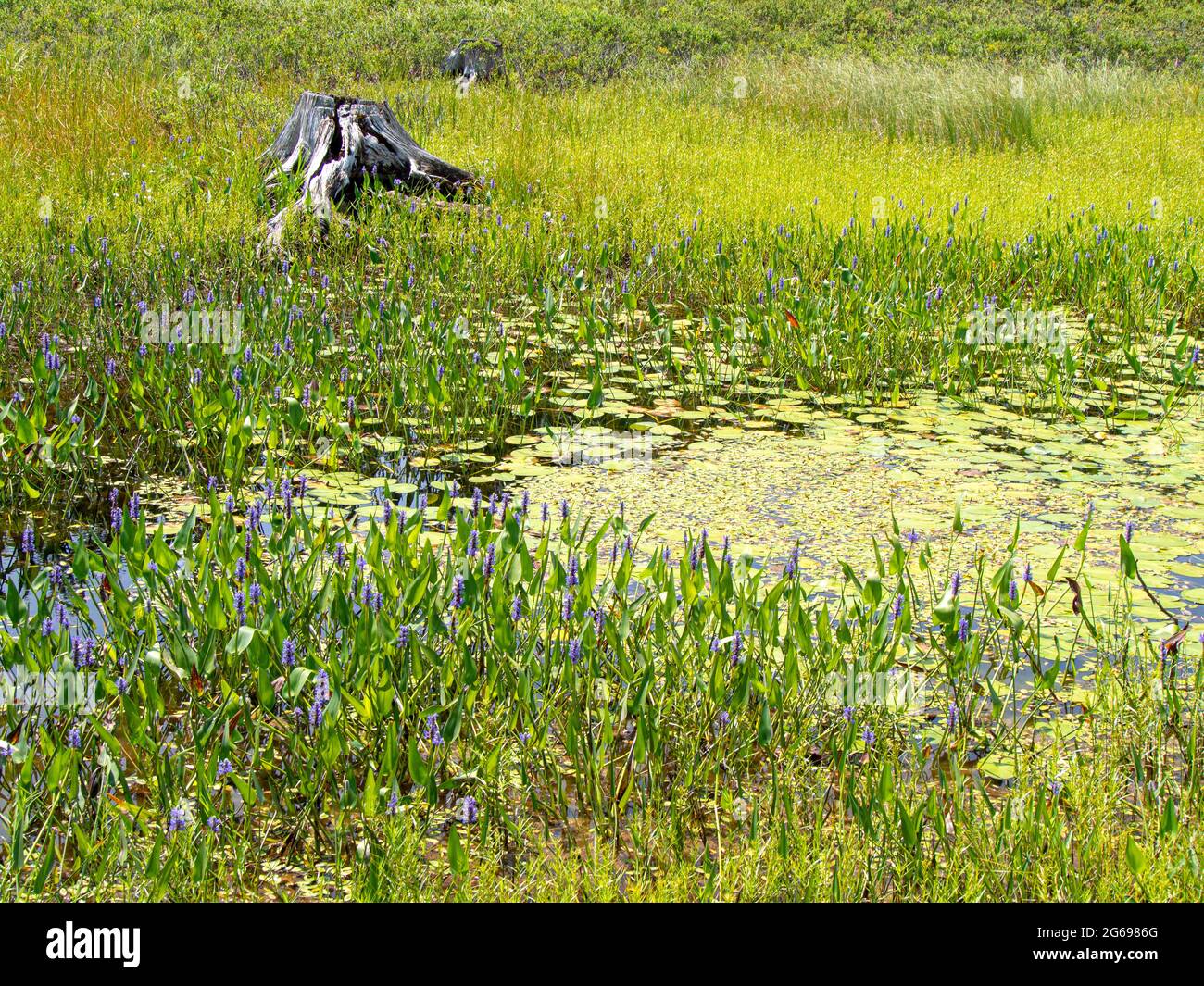 Ecosistema di laghetti, Parco Nazionale di Acadia, Maine Foto Stock