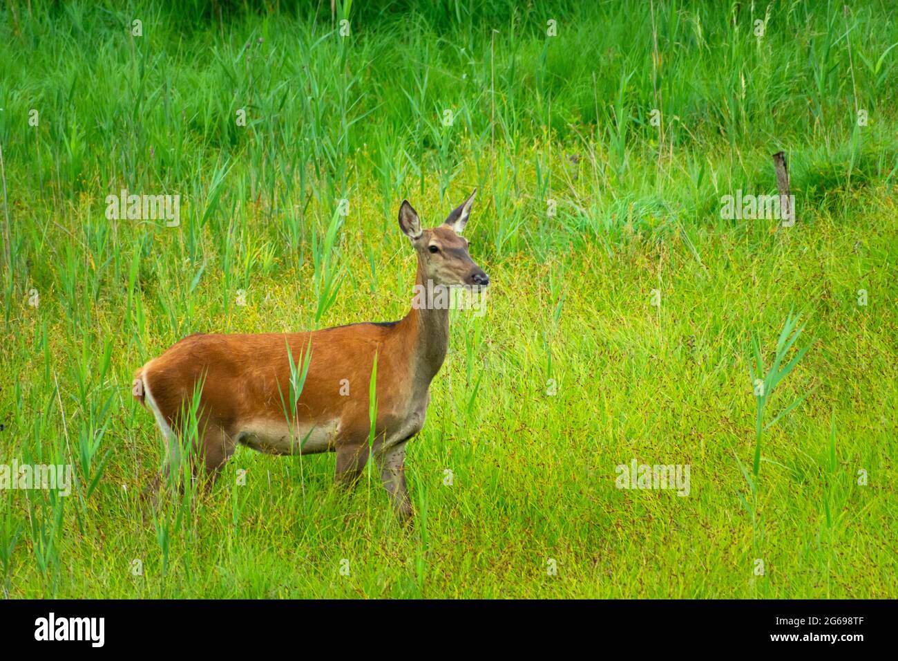 Una femmina cervo si trova in erba verde alta, vista estiva Foto Stock