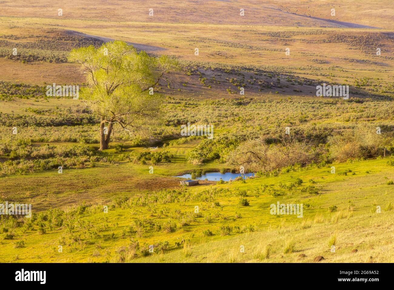 Primavera in un piccolo punto di irrigazione agricola nella contea di Lassen, California, USA. L'area è utilizzata sia dal bestiame che dalla fauna selvatica. Foto Stock