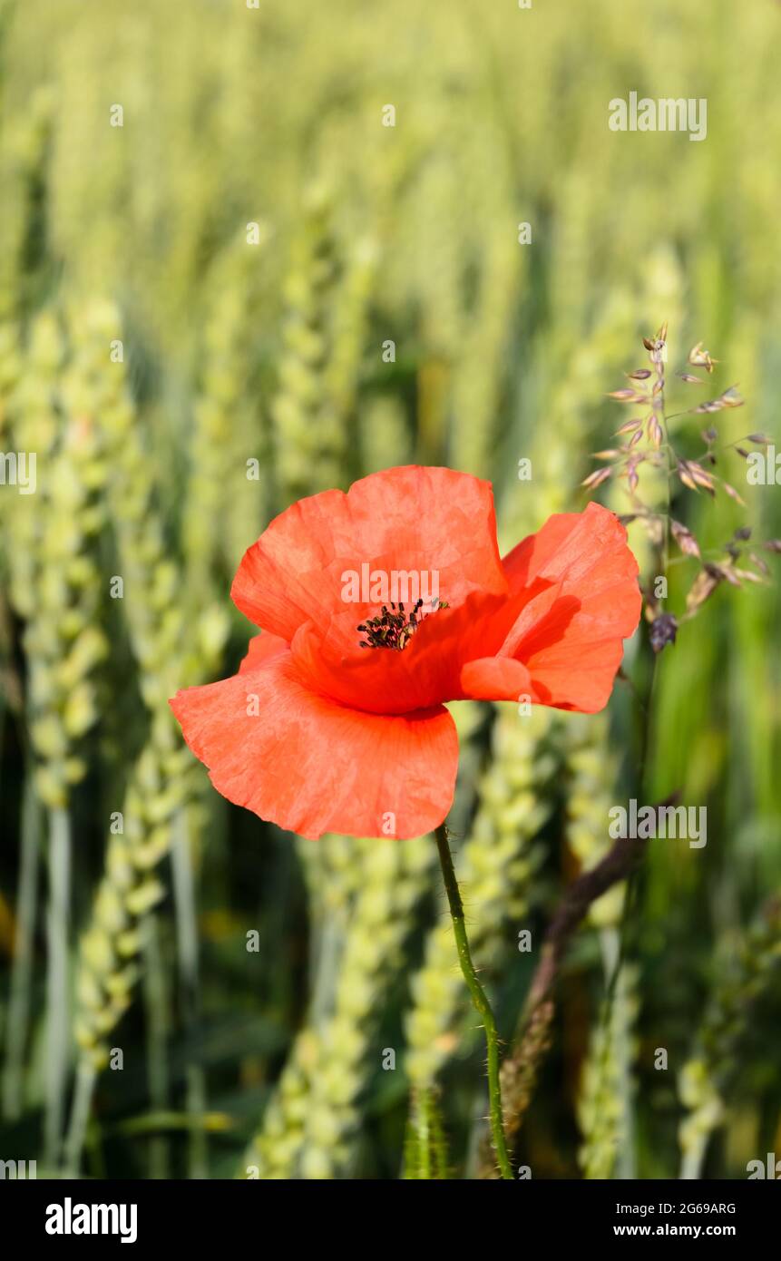 Campo di grano (Triticum aestivum) e fiore rosso papavero (Papaver somniferum) durante l'estate in Germania, Europa Foto Stock