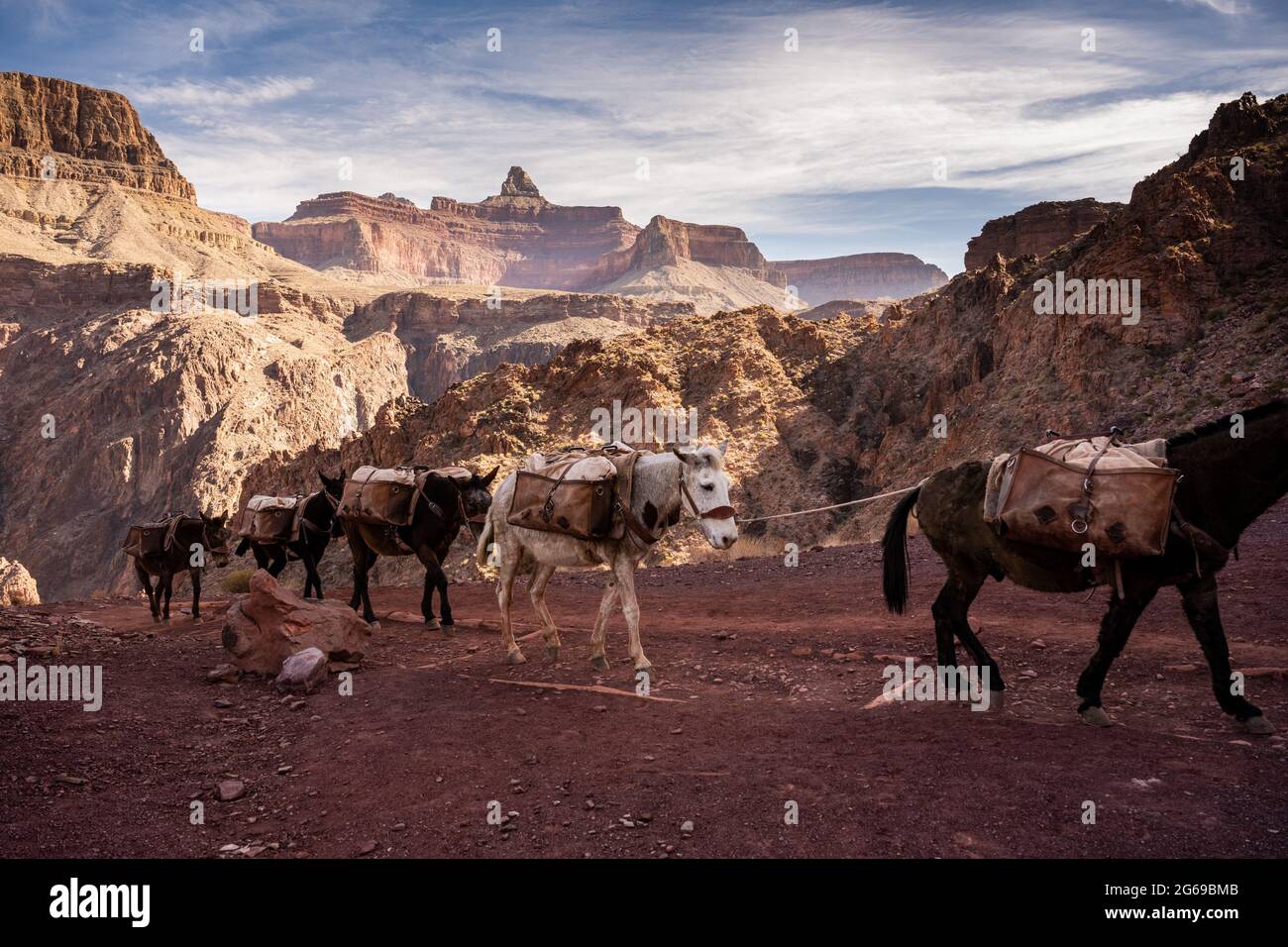 Grand Canyon National Park, Stati Uniti: 7 marzo 2021: Single White Mule tra Brown Mules in UN treno Mule Foto Stock