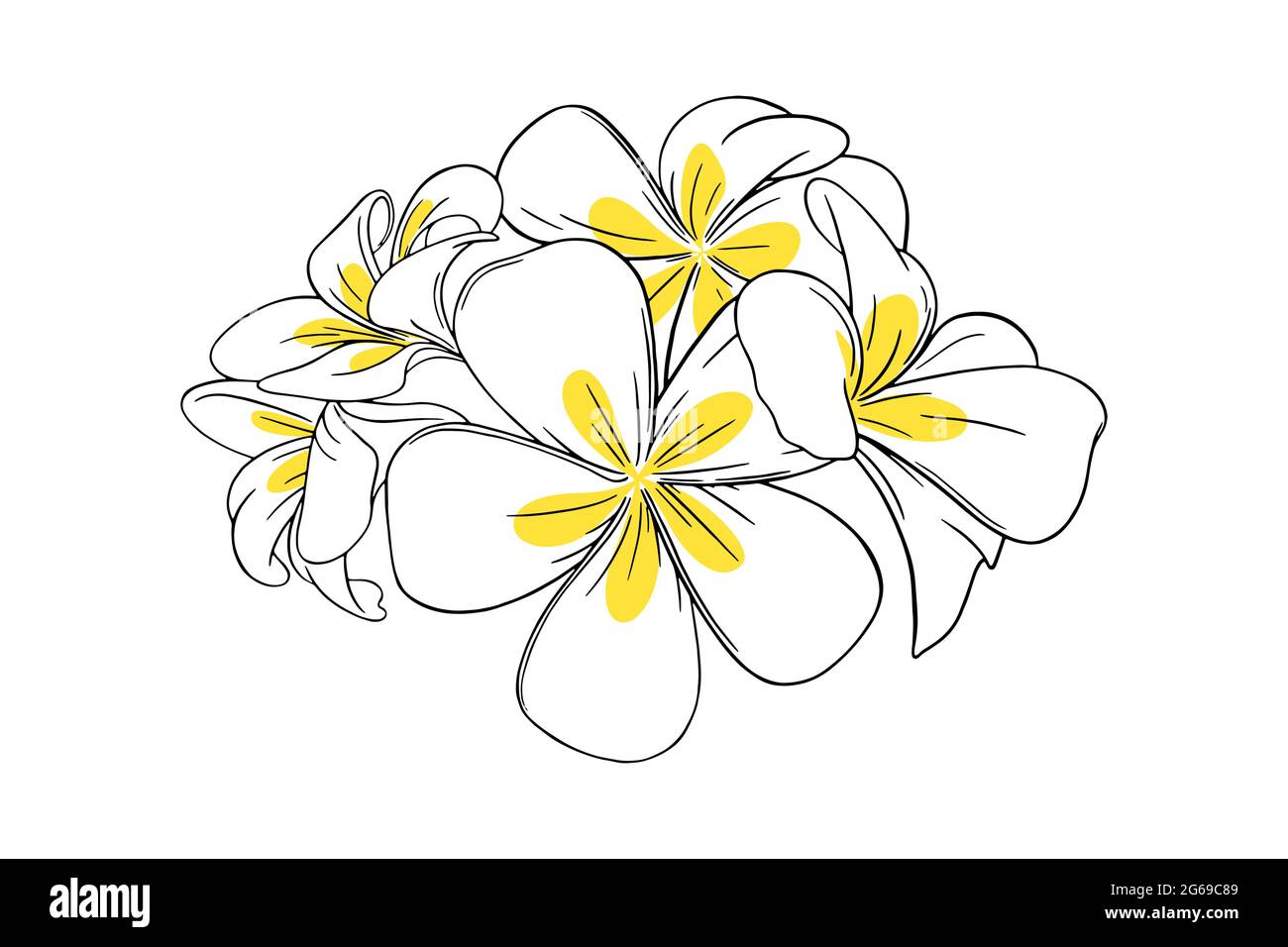 Frangipani o plumeria fiore tropicale per i leis. Frangipani con petali gialli isolati su sfondo bianco. Illustrazione vettoriale del contorno Illustrazione Vettoriale