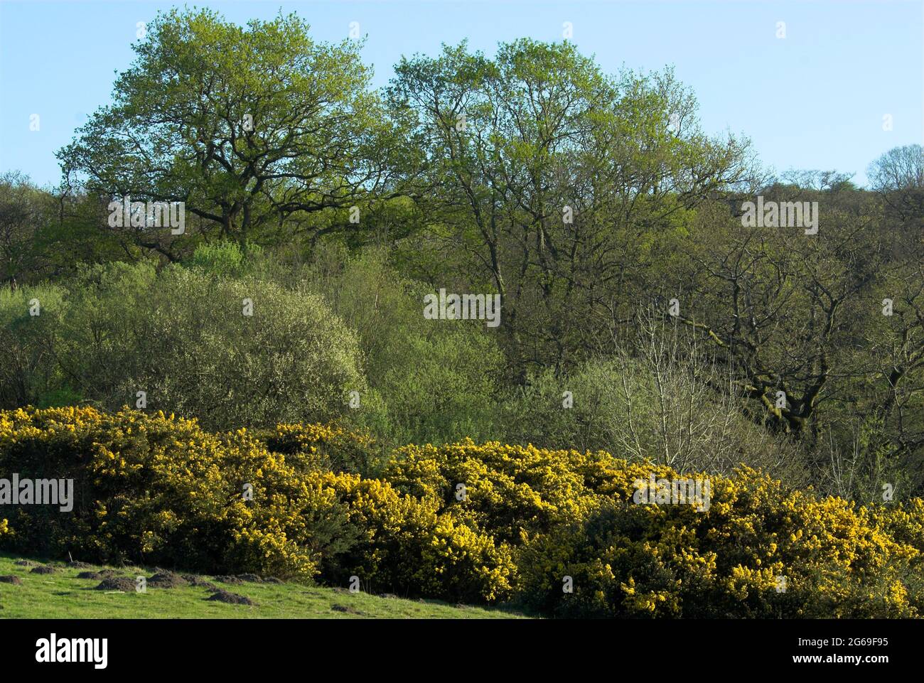 Riserva naturale di Kingcombe Meadows, Dorset occidentale, Regno Unito Foto Stock