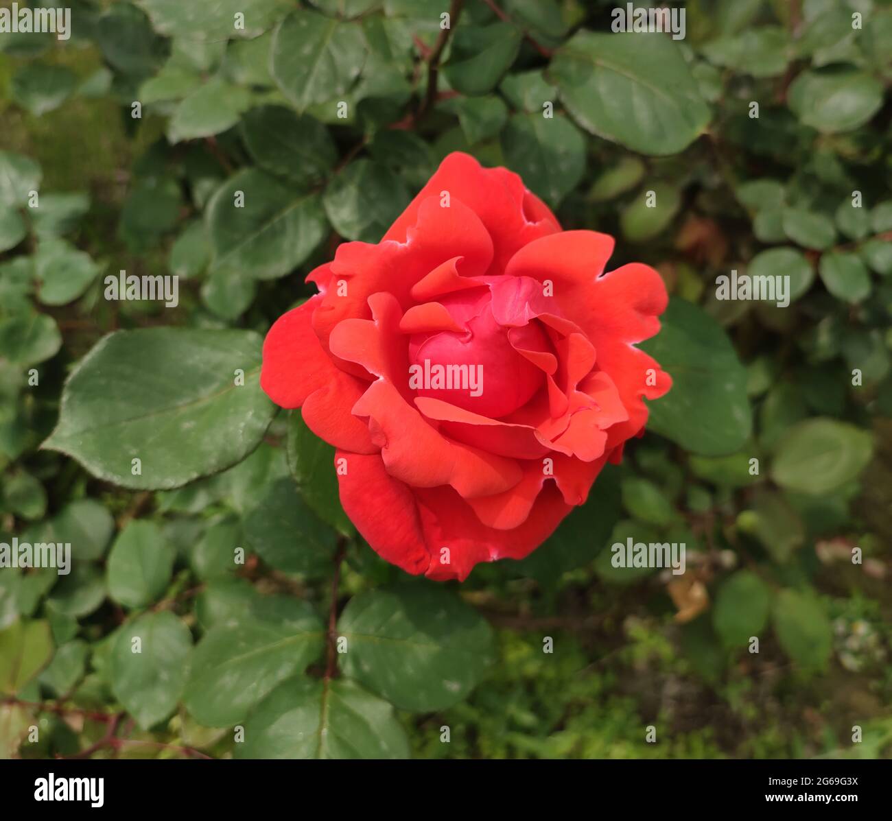 una sola rosa rossa fiorisce completamente in giardino in primavera Foto Stock