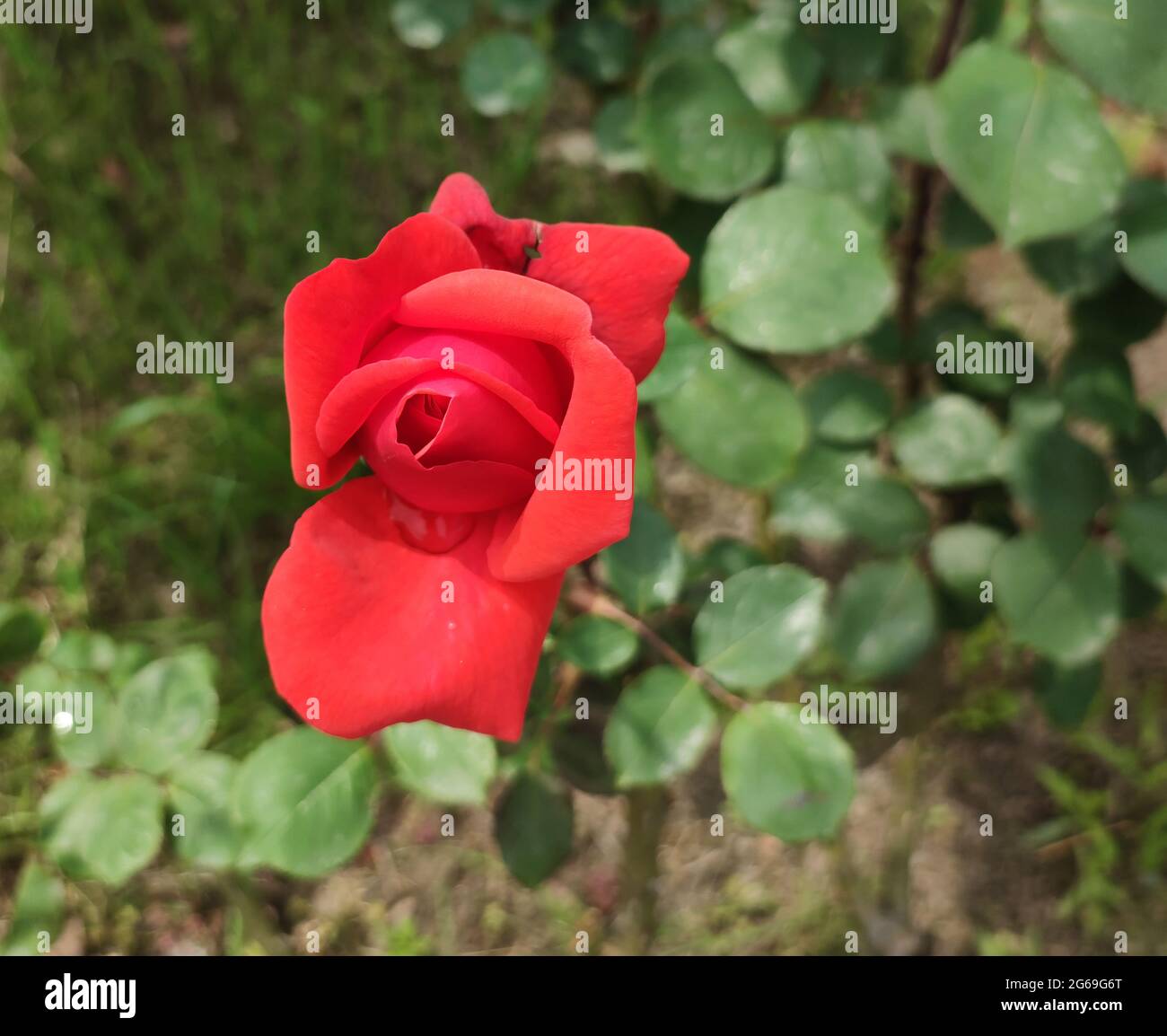 una sola rosa pronta a fiorire in giardino in primavera Foto Stock