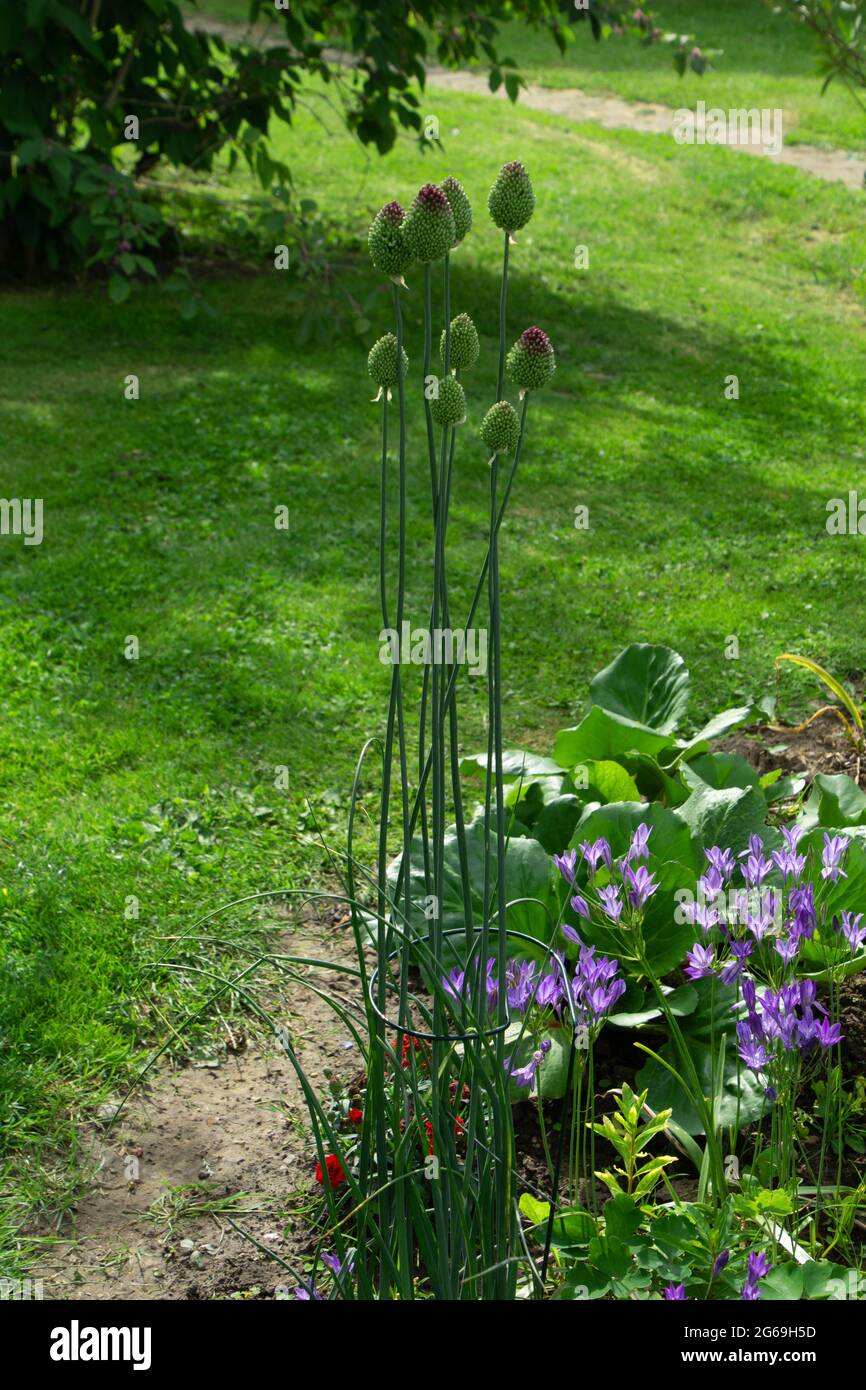 la cipolla a testa sferica con bulbi di fiori su steli molto alti cresce in germania Foto Stock