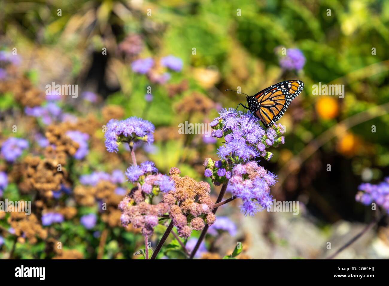 Fiori colorati e farfalla nel giardino botanico di Auckland in Nuova Zelanda Foto Stock