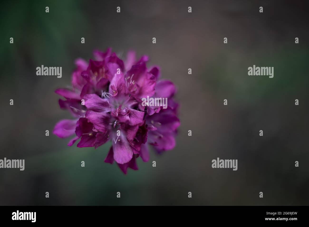 Fiori, fiore, fiori rosa, Inghilterra, grazioso, emotivo, emozioni, colore, colore, primavera, crescita, fioritura, natura, macro, luce naturale, viola Foto Stock