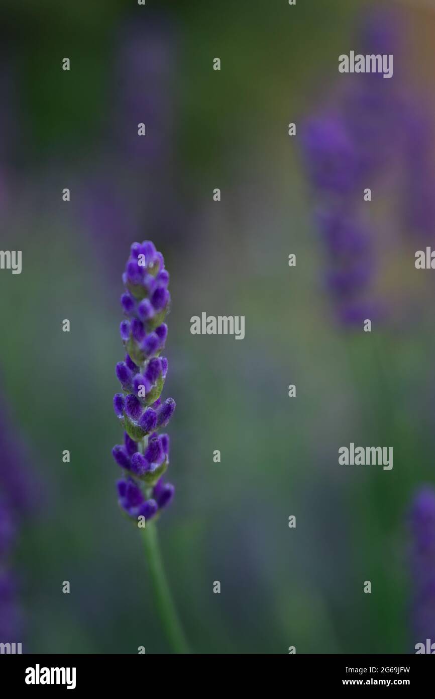 Fiori, fiori, lavanda, inglese, Inghilterra, grazioso, emotivo, emozioni, colore, colore, primavera, crescita, fioritura, natura, macro, luce naturale, viola Foto Stock