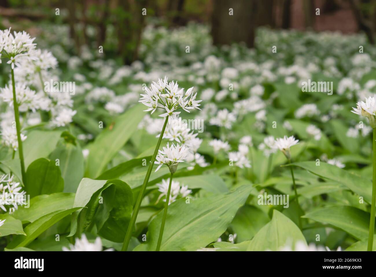 Allium ursinum o aglio dell'orso che cresce selvatico nella foresta primaverile Foto Stock
