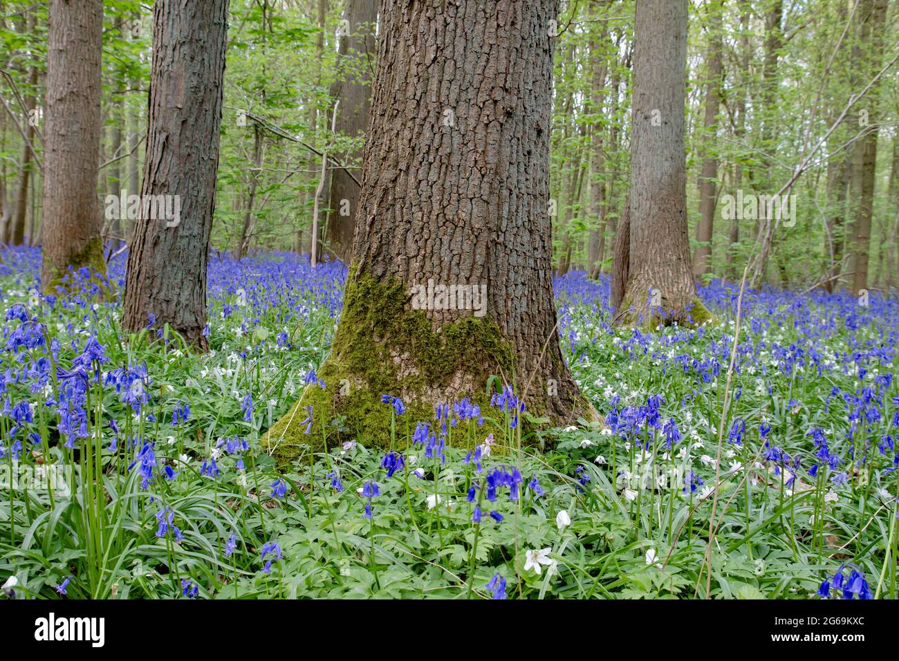 Primavera nella foresta blu Foto Stock