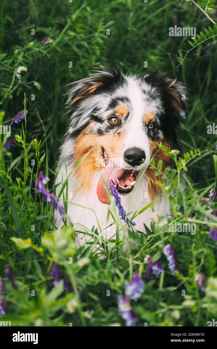 Simpatico cane Pastore Australiano Rosso e Bianco seduto in erba Verde con fiori in fiore viola. Aussie è una razza di cane di medie dimensioni che è stato Foto Stock