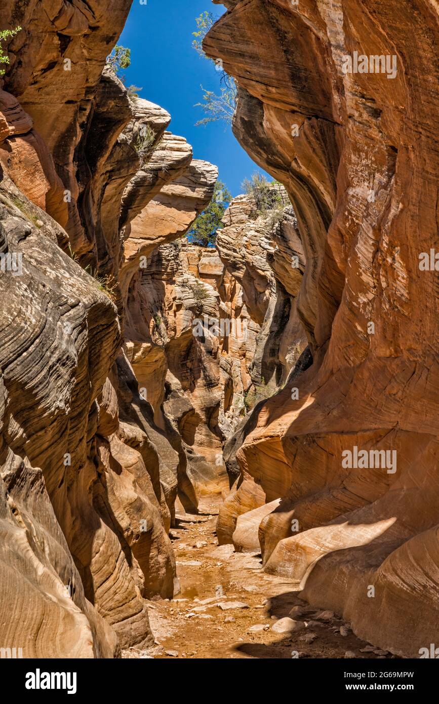 Willis Creek Narrows, Skutumpah Road, Grand Staircase-Escalante National Monument, Utah, USA Foto Stock