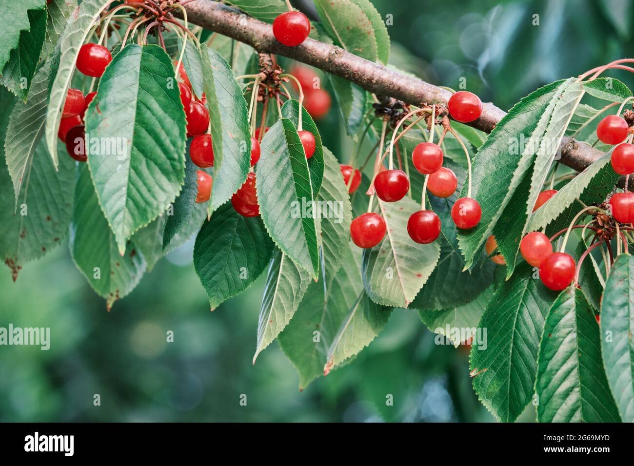 Ciliegie fresche e dolci che maturano nel ciliegio Foto Stock