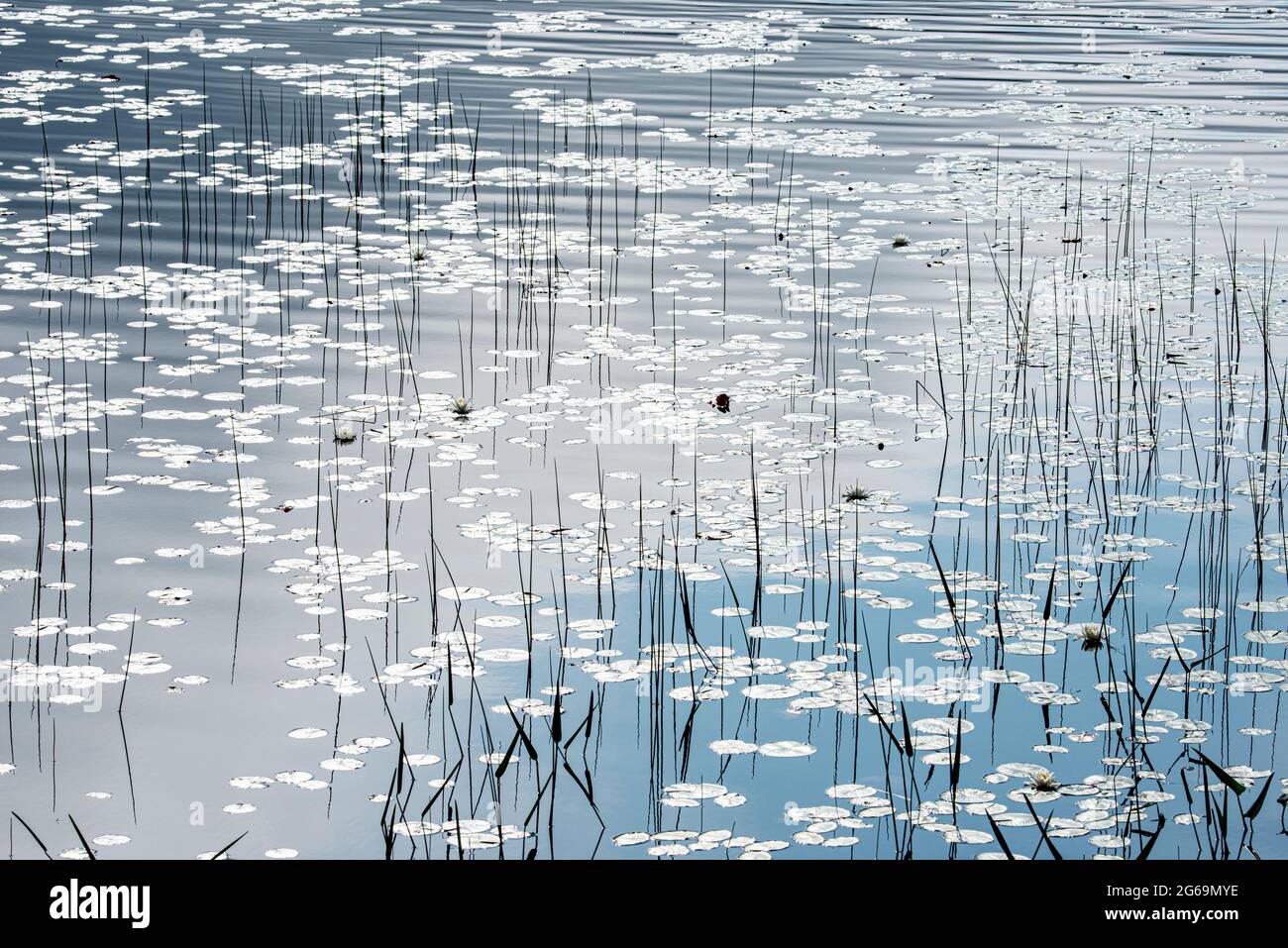 Erbe d'acqua dolce, Parco Nazionale di Acadia, Maine Foto Stock