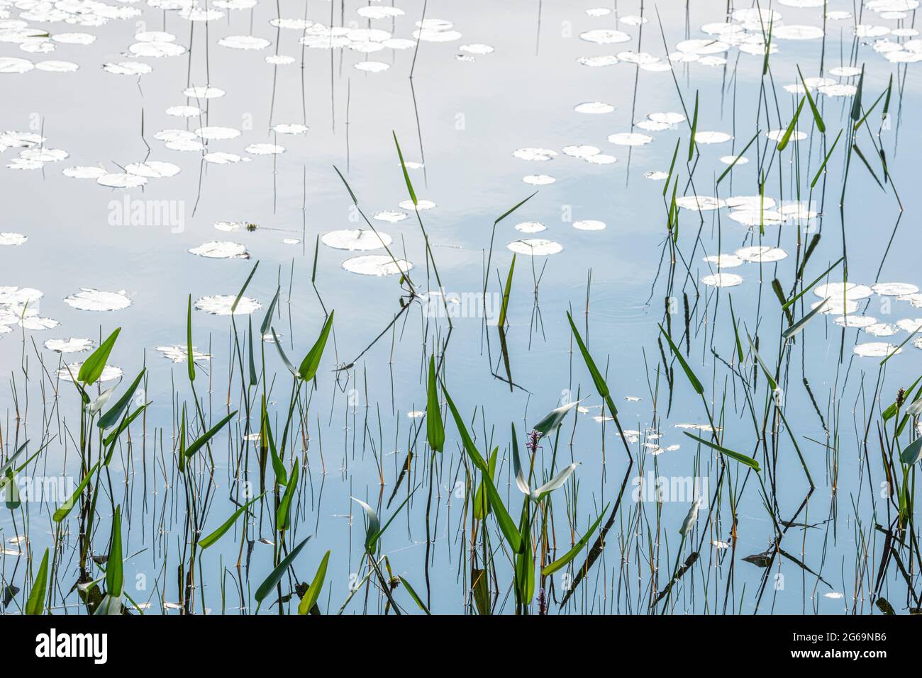 Erbe d'acqua dolce, Parco Nazionale di Acadia, Maine Foto Stock