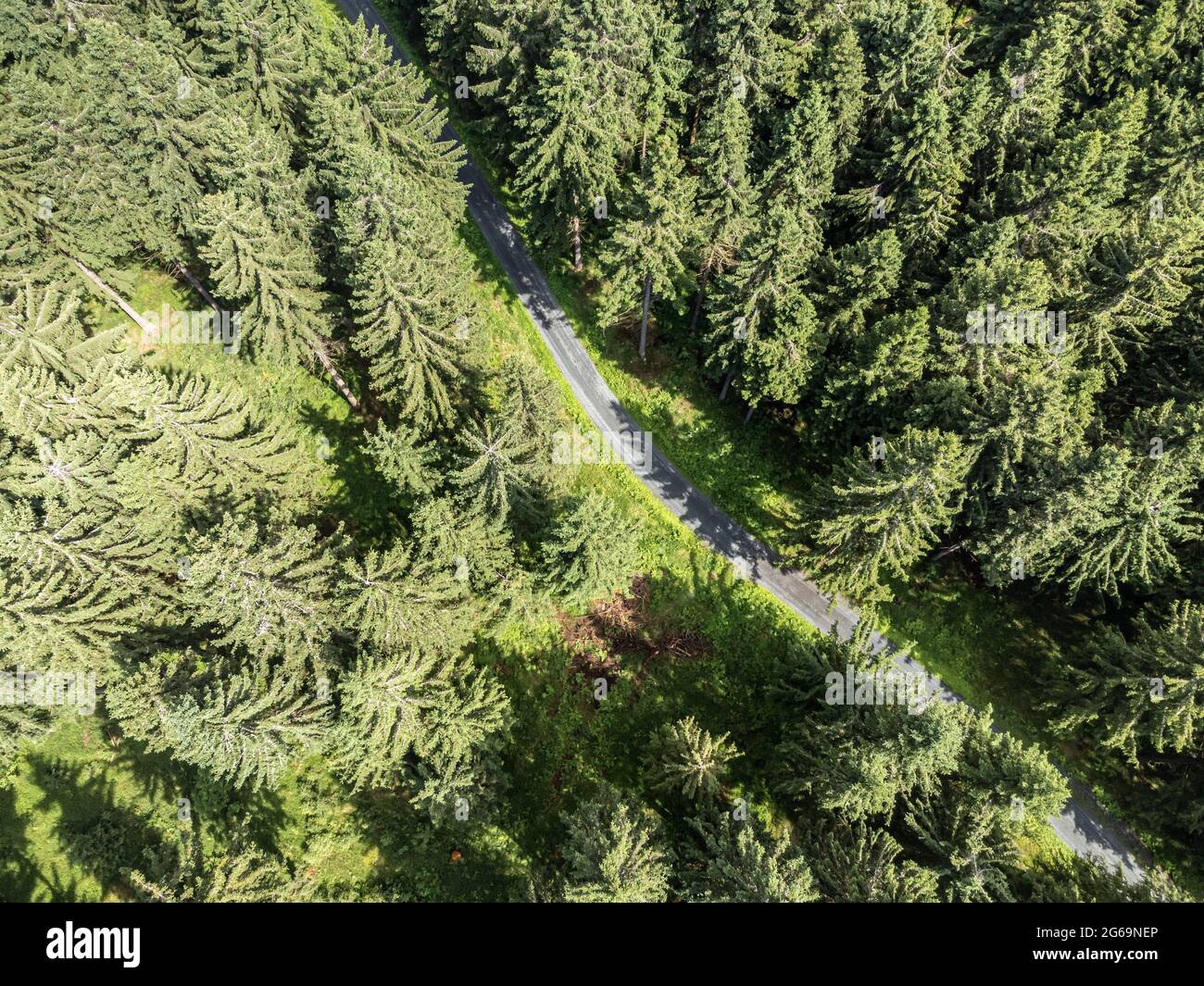 Verde natura foresta da sopra con strada Foto Stock