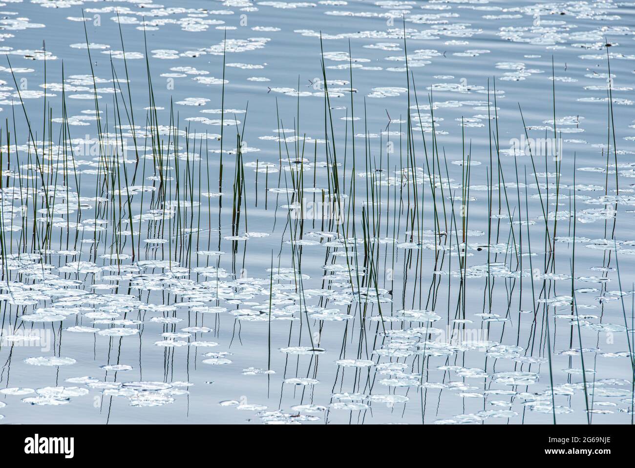 Erbe d'acqua dolce, Parco Nazionale di Acadia, Maine Foto Stock