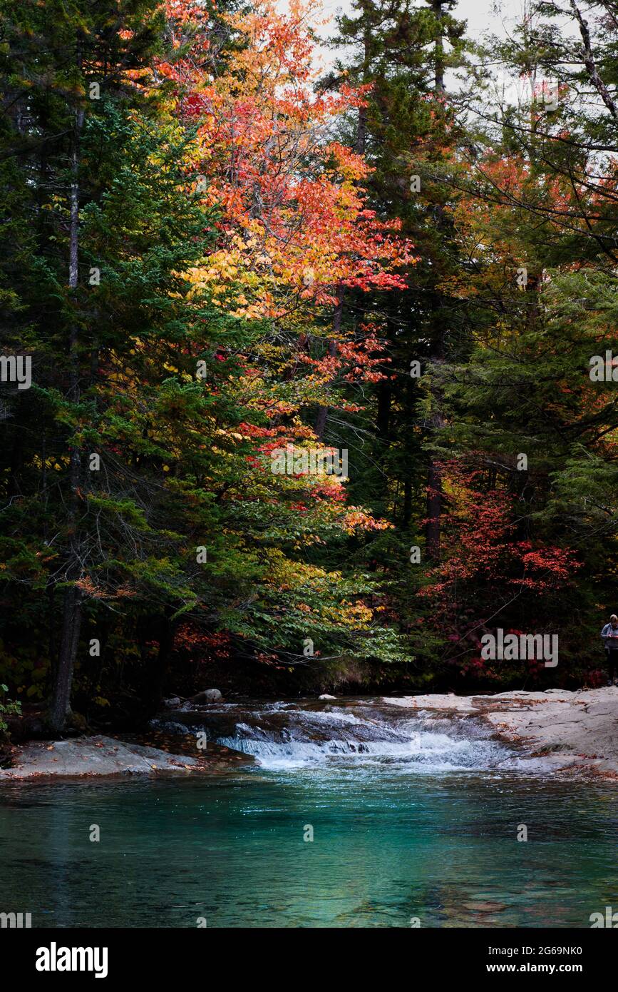 Alberi lungo il torrente Bassin nelle montagne bianche Foto Stock