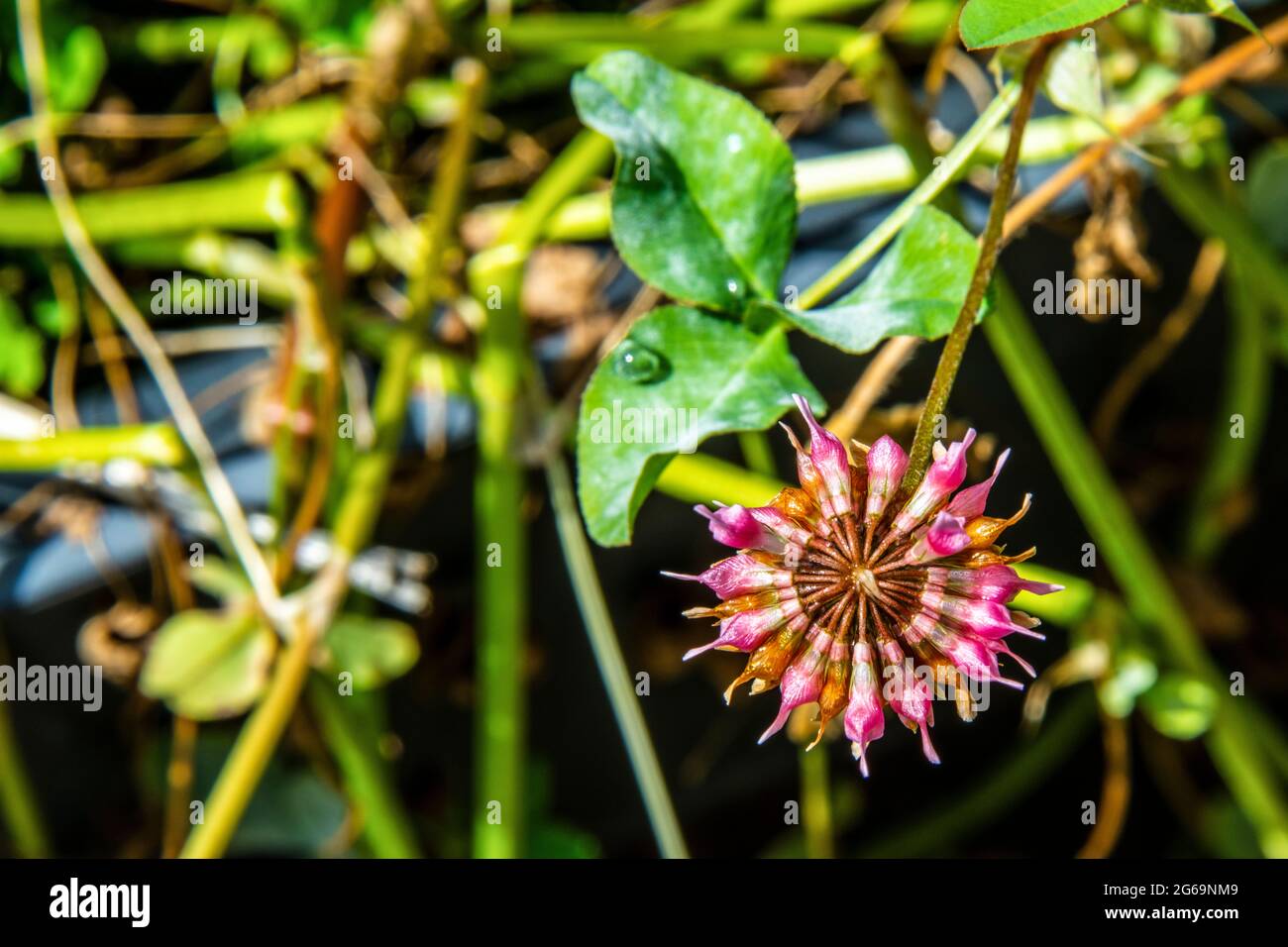 sorprendente e colorata forma geometrica prodotta dalla natura che invita gli insetti Foto Stock