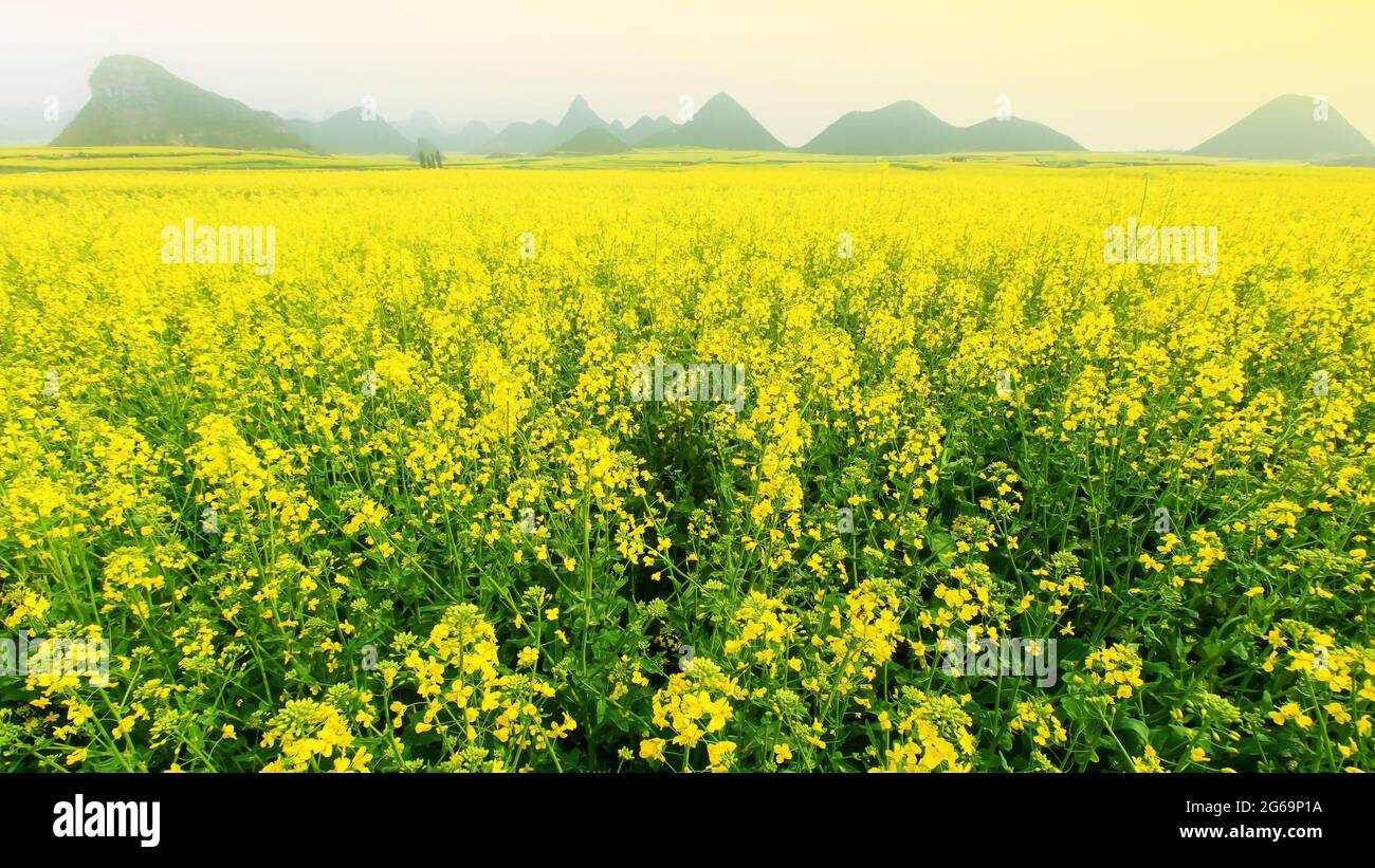 Scenario giallo senape fiori campi in piena fioritura all'alba, fioritura campi di fiori senape nella nebbia mattutina, montagne sullo sfondo. Cina. Foto Stock