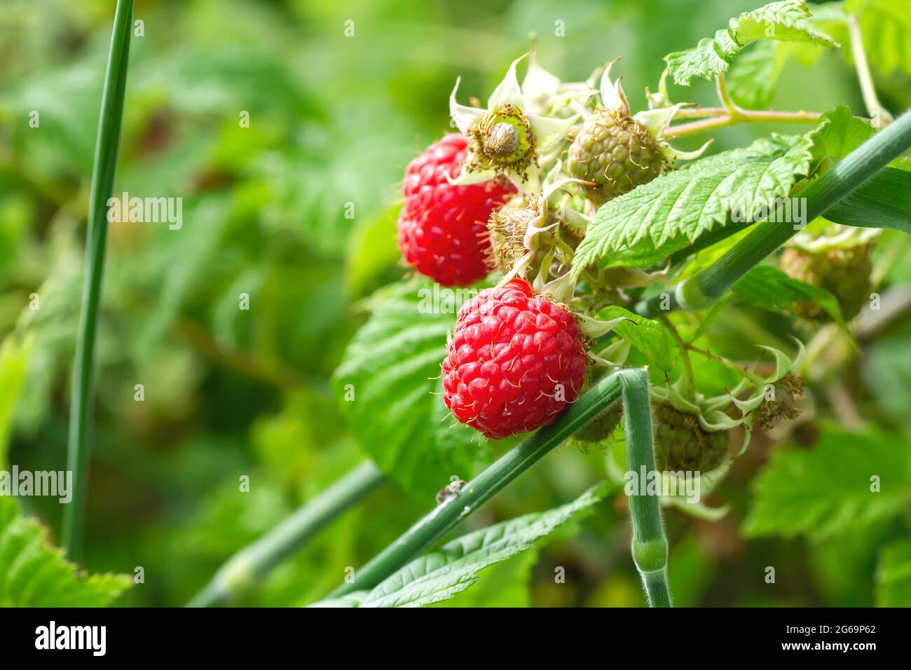 Particolare di frutta rossa su lampone selvatico Foto Stock