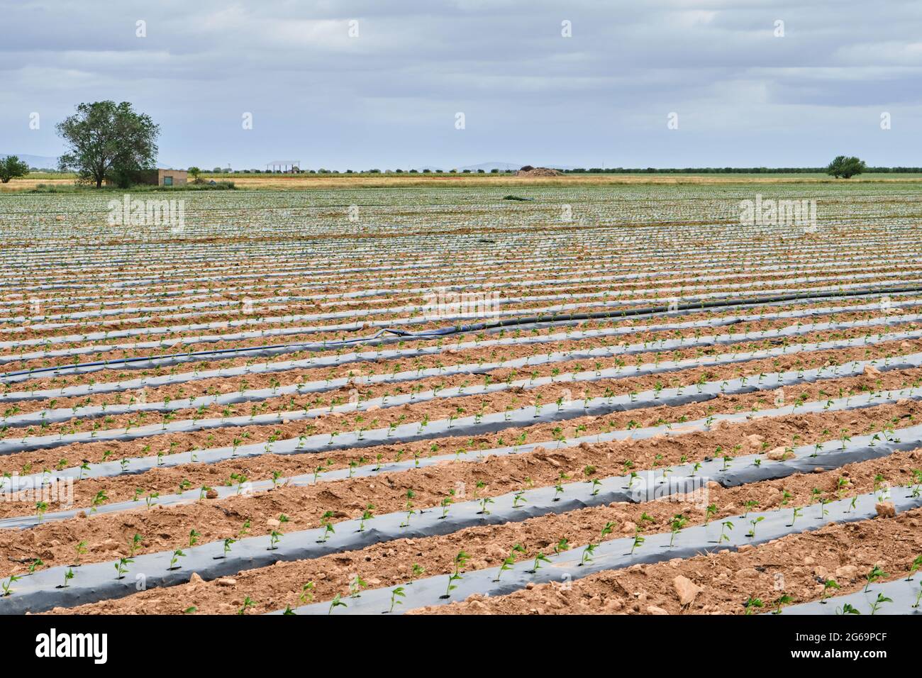 Pepare piante che crescono su terreni agricoli con pacciamatura di plastica protectiong colture da erbacce Foto Stock